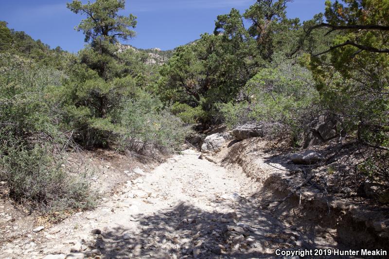 Utah Mountain Kingsnake (Lampropeltis pyromelana infralabialis)