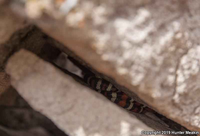 Utah Mountain Kingsnake (Lampropeltis pyromelana infralabialis)