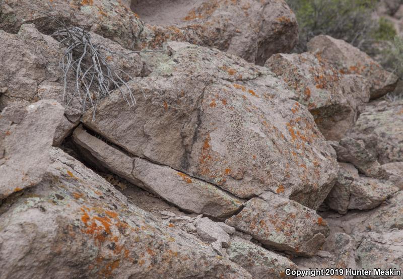 Utah Mountain Kingsnake (Lampropeltis pyromelana infralabialis)