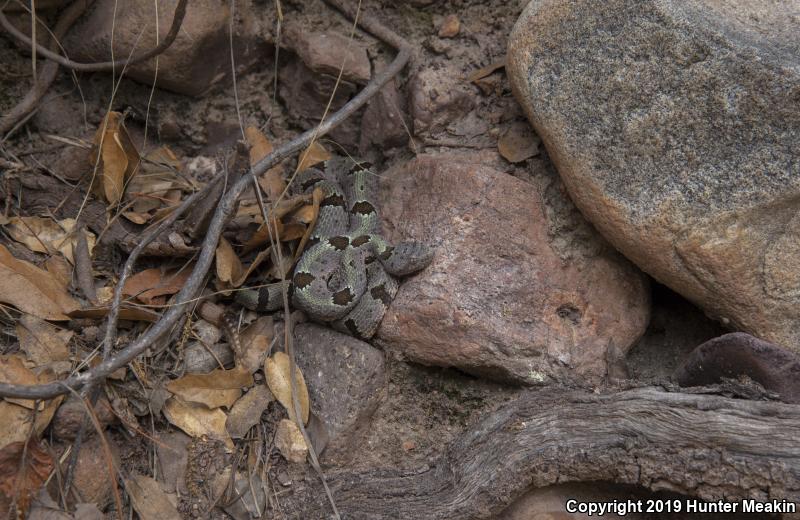 Banded Rock Rattlesnake (Crotalus lepidus klauberi)