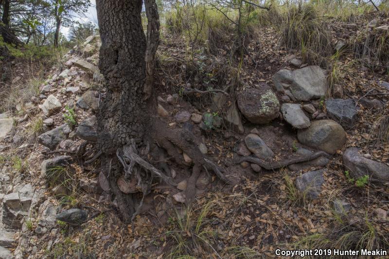 Banded Rock Rattlesnake (Crotalus lepidus klauberi)