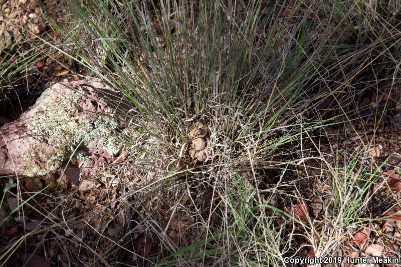 Arizona Ridge-nosed Rattlesnake (Crotalus willardi willardi)