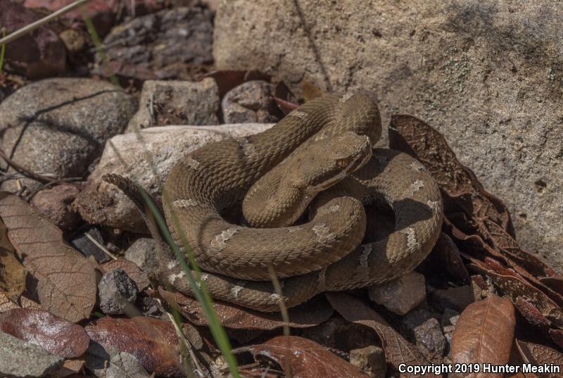 Arizona Ridge-nosed Rattlesnake (Crotalus willardi willardi)