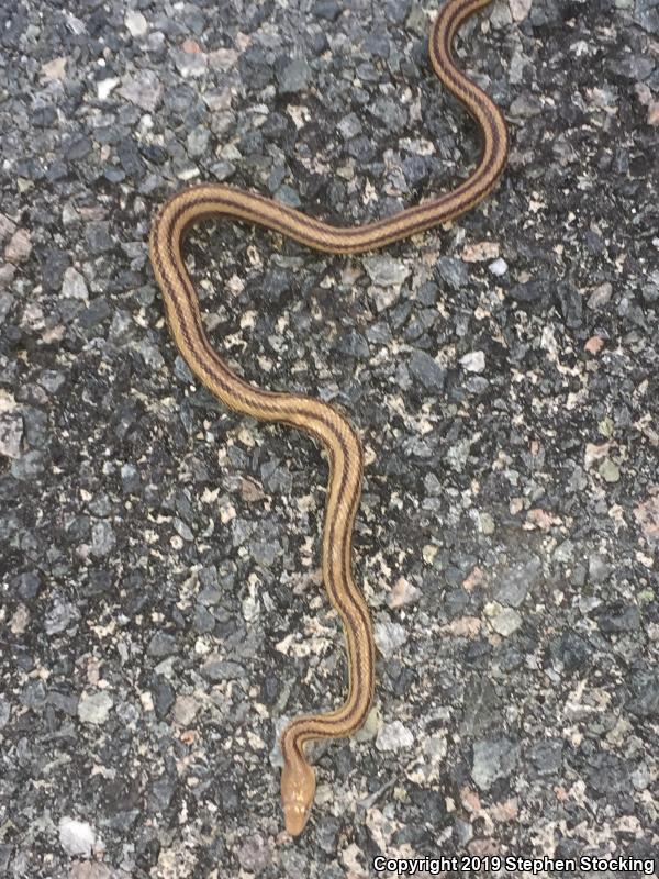 Yellow Ratsnake (Pantherophis obsoletus quadrivittatus)