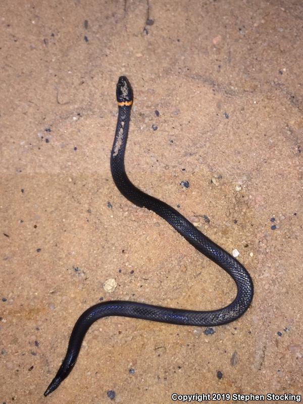 Southern Ring-necked Snake (Diadophis punctatus punctatus)