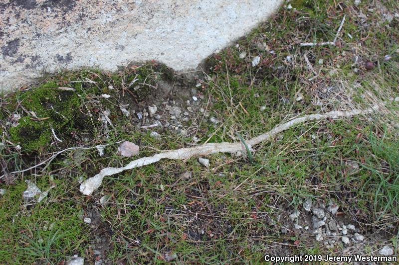 Desert Striped Whipsnake (Coluber taeniatus taeniatus)