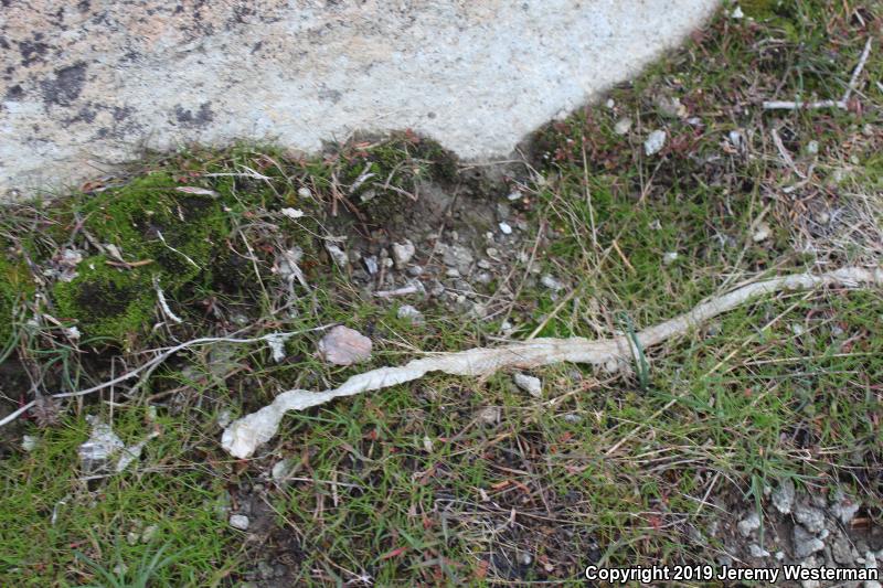 Desert Striped Whipsnake (Coluber taeniatus taeniatus)