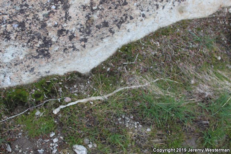 Desert Striped Whipsnake (Coluber taeniatus taeniatus)