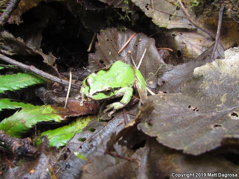 Northern Pacific Treefrog (Pseudacris regilla)