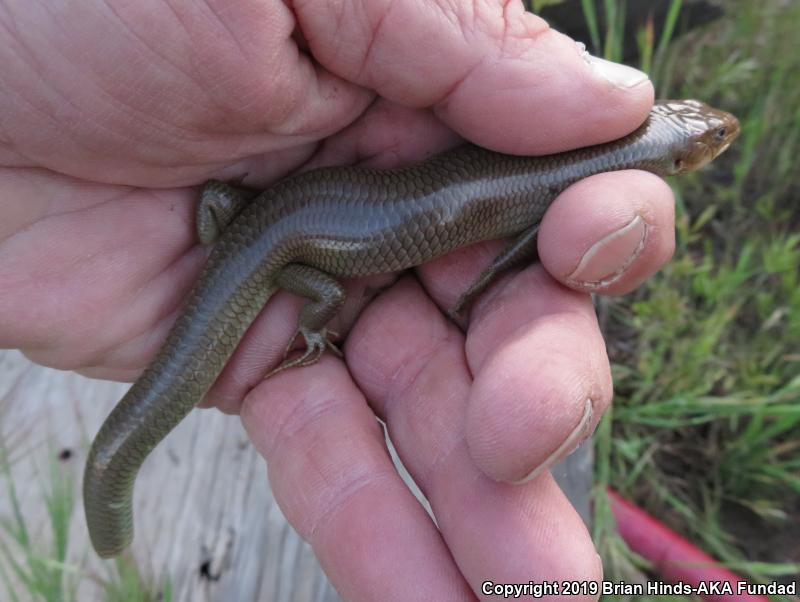 Western Redtail Skink (Plestiodon gilberti rubricaudatus)