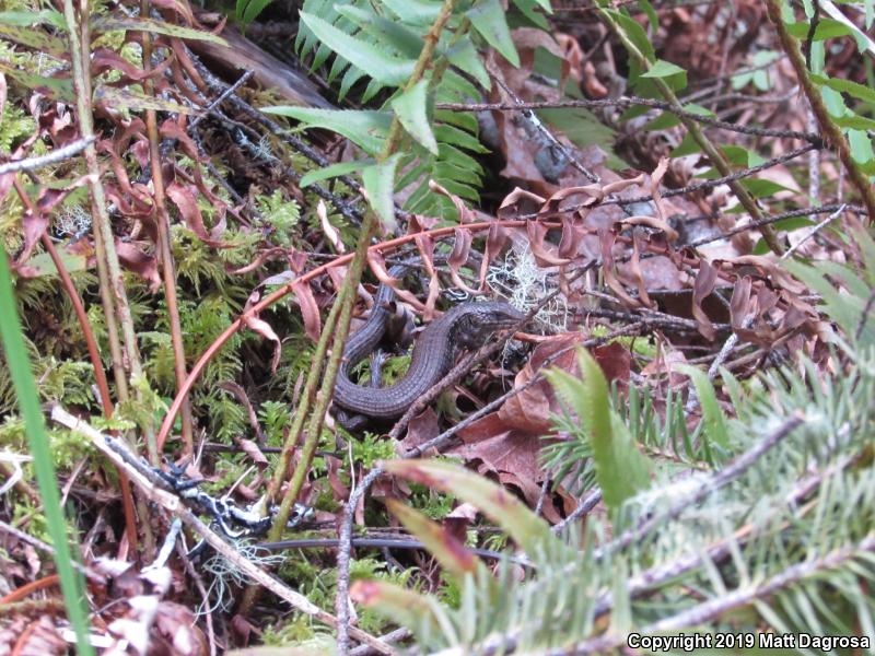 Northwestern Alligator Lizard (Elgaria coerulea principis)