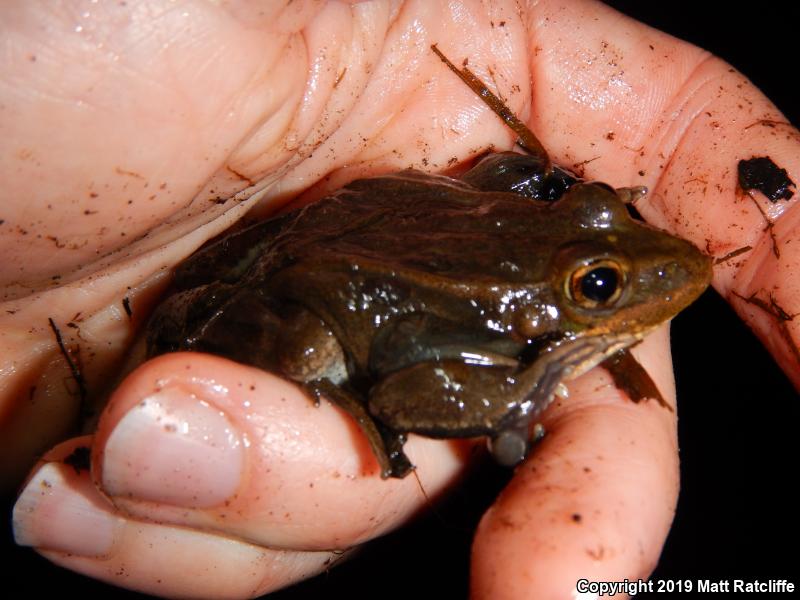 Atlantic Coast Leopard Frog (Lithobates kauffeldi)