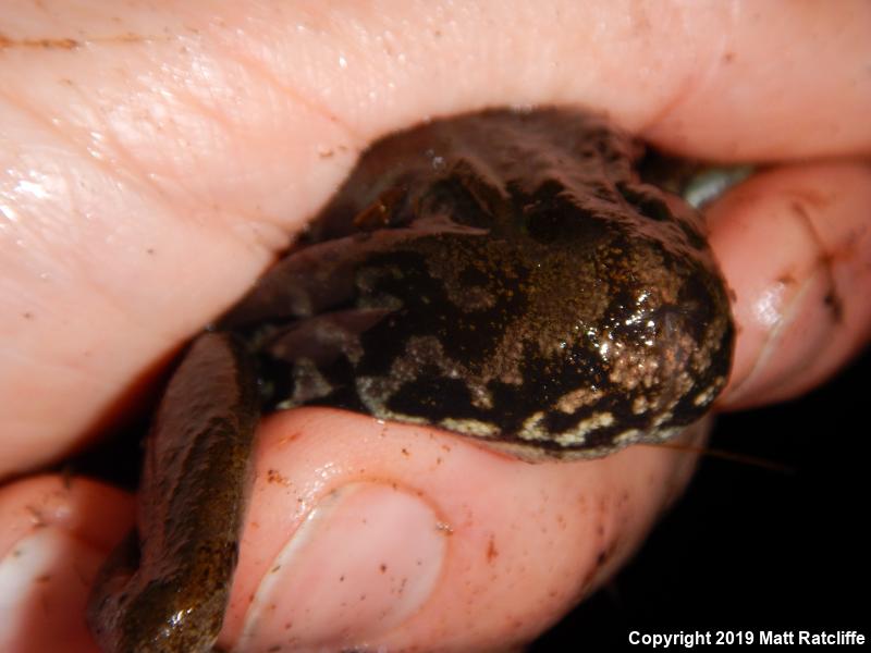 Atlantic Coast Leopard Frog (Lithobates kauffeldi)