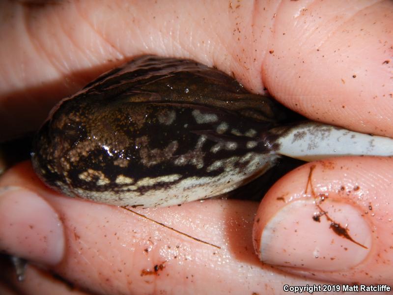 Atlantic Coast Leopard Frog (Lithobates kauffeldi)