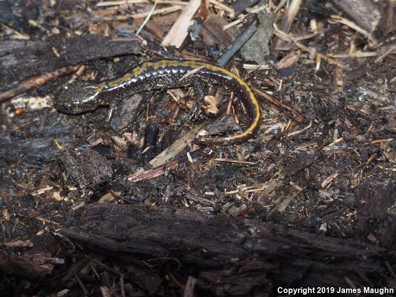 Western Long-toed Salamander (Ambystoma macrodactylum macrodactylum)