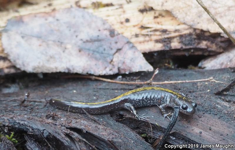 Western Long-toed Salamander (Ambystoma macrodactylum macrodactylum)