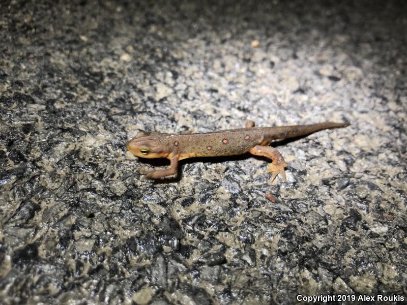 Red-Spotted Newt (Notophthalmus viridescens viridescens)