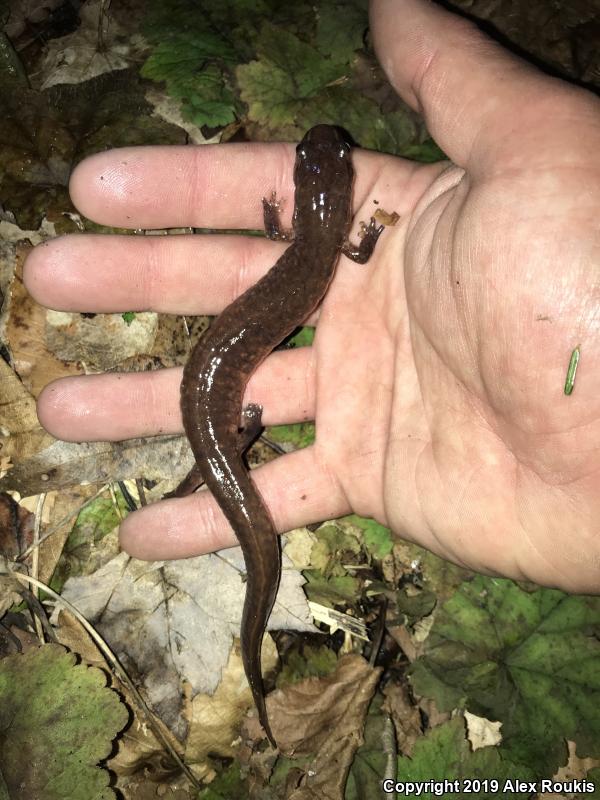 Northern Spring Salamander (Gyrinophilus porphyriticus porphyriticus)