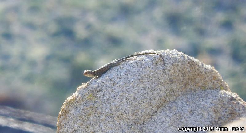 Banded Rock Lizard (Petrosaurus mearnsi)