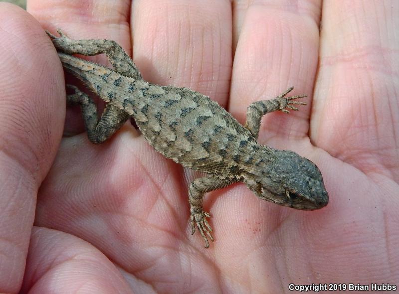 San Joaquin Fence Lizard (Sceloporus occidentalis biseriatus)