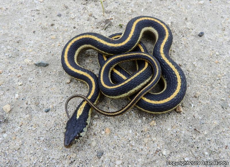 Mountain Gartersnake (Thamnophis elegans elegans)