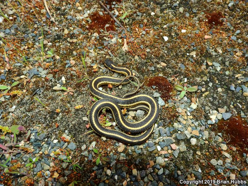 Mountain Gartersnake (Thamnophis elegans elegans)