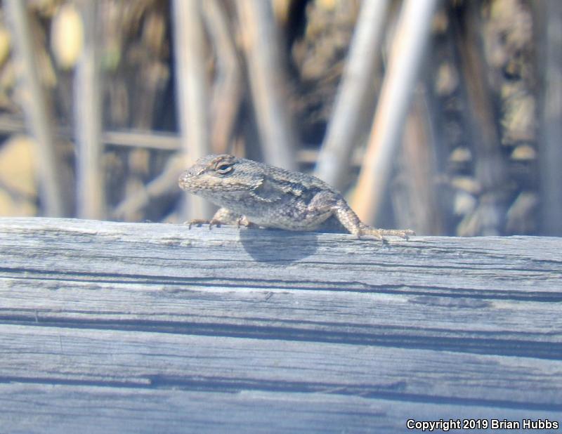 San Joaquin Fence Lizard (Sceloporus occidentalis biseriatus)