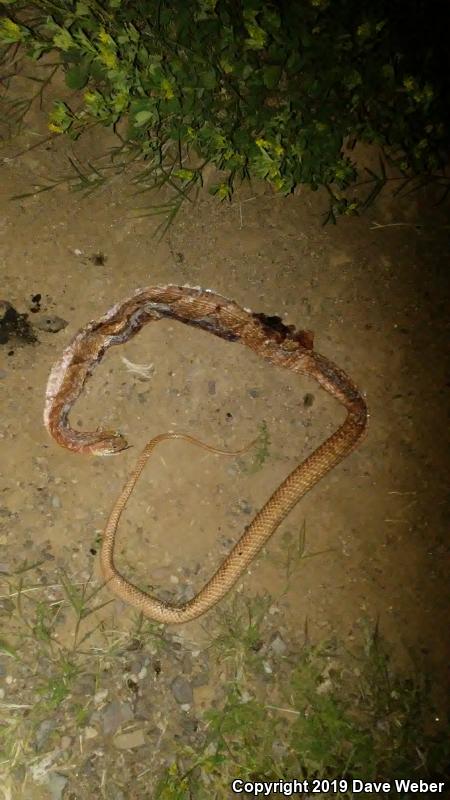 Sonoran Coachwhip (Coluber flagellum cingulum)