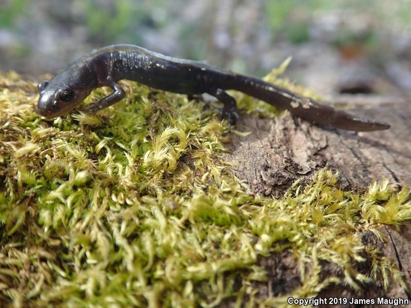 Western Long-toed Salamander (Ambystoma macrodactylum macrodactylum)