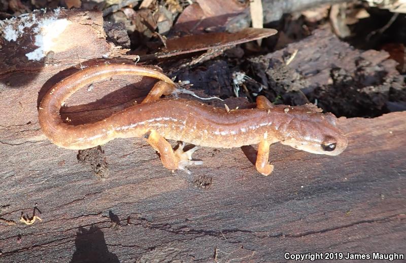 Oregon Ensatina (Ensatina eschscholtzii oregonensis)