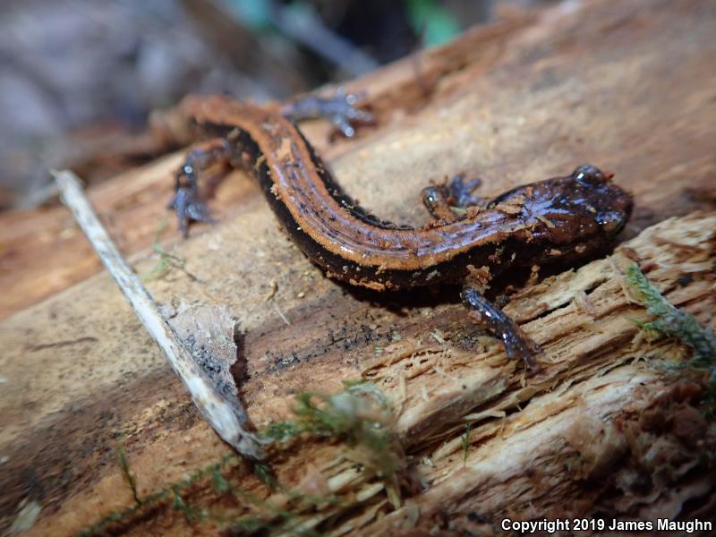 Western Red-backed Salamander (Plethodon vehiculum)