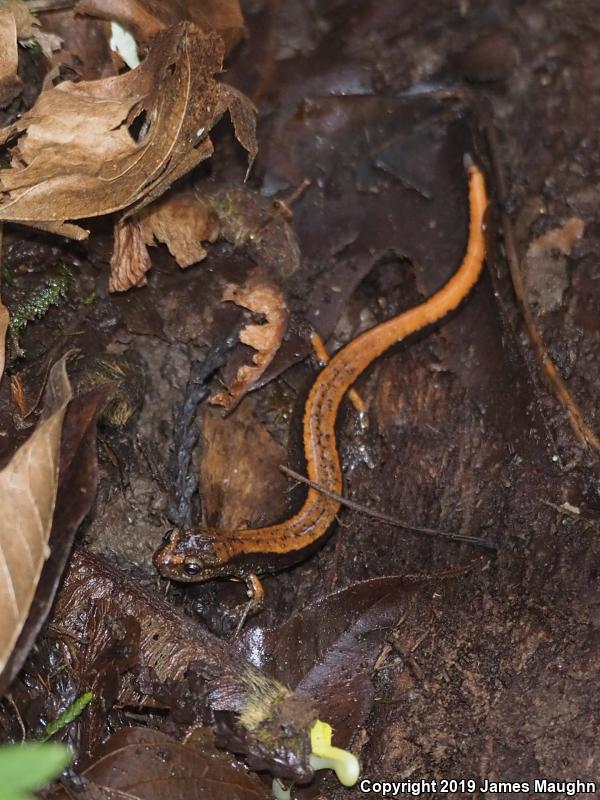 Western Red-backed Salamander (Plethodon vehiculum)