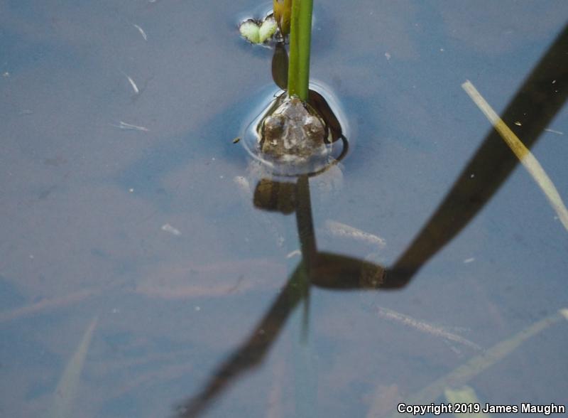 Northern Pacific Treefrog (Pseudacris regilla)