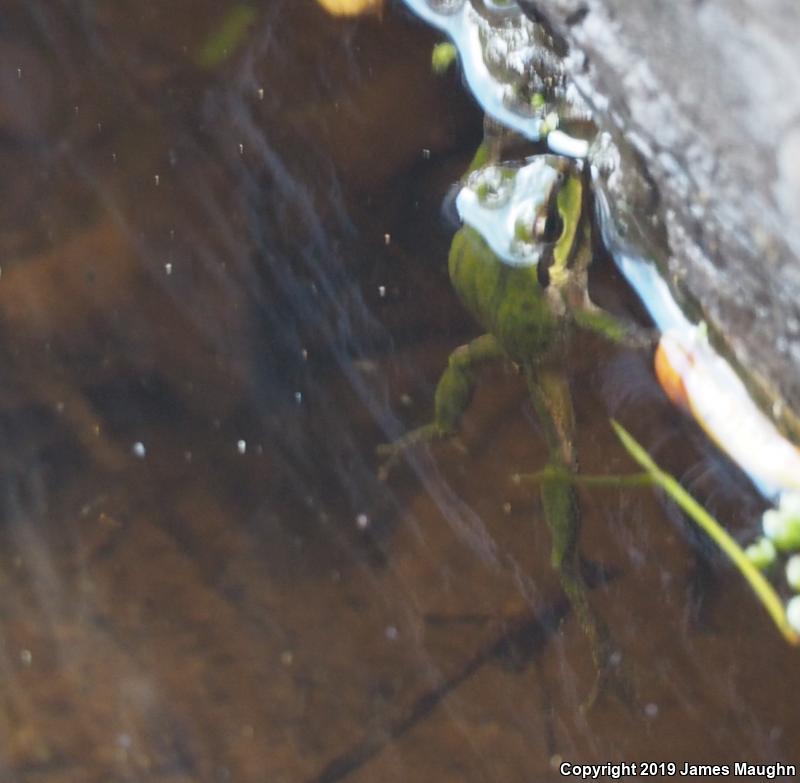 Northern Pacific Treefrog (Pseudacris regilla)