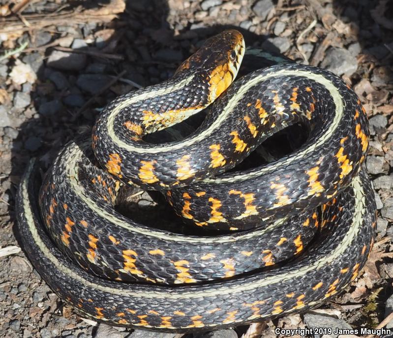 Red-Spotted Gartersnake (Thamnophis sirtalis concinnus)