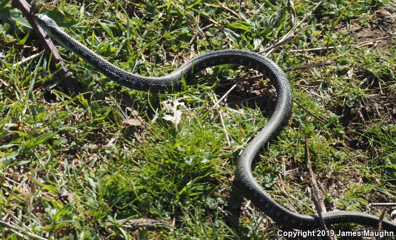 Red-Spotted Gartersnake (Thamnophis sirtalis concinnus)