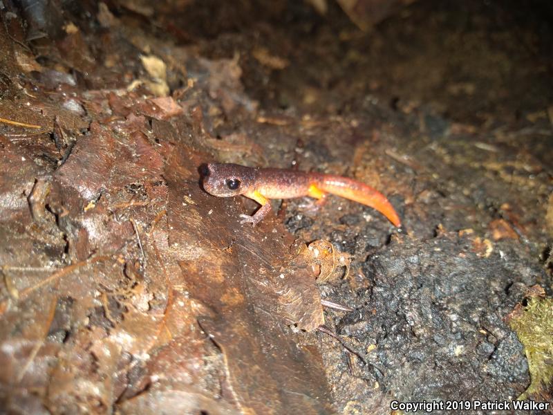 Oregon Ensatina (Ensatina eschscholtzii oregonensis)