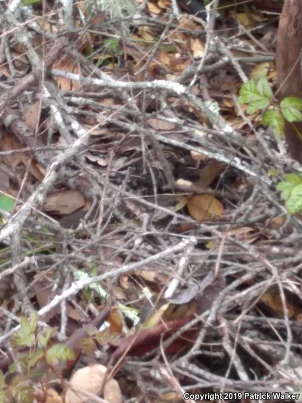 San Francisco Alligator Lizard (Elgaria coerulea coerulea)