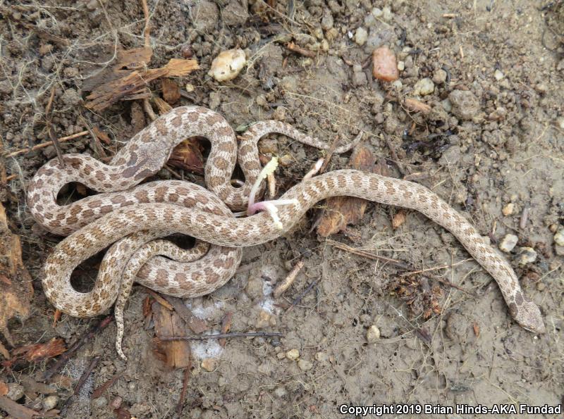 San Diego Nightsnake (Hypsiglena ochrorhyncha klauberi)