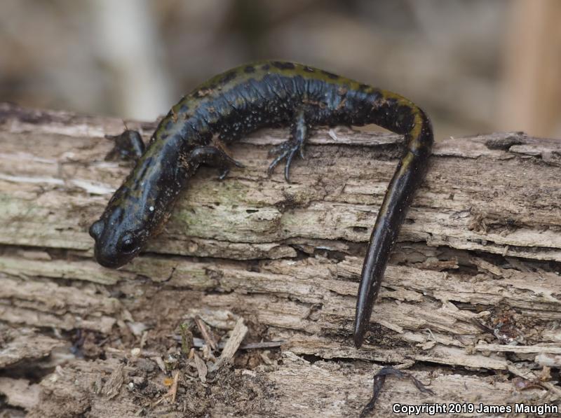 Western Long-toed Salamander (Ambystoma macrodactylum macrodactylum)