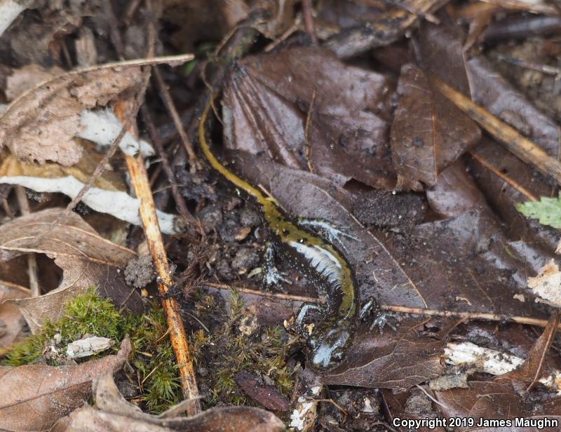 Western Long-toed Salamander (Ambystoma macrodactylum macrodactylum)