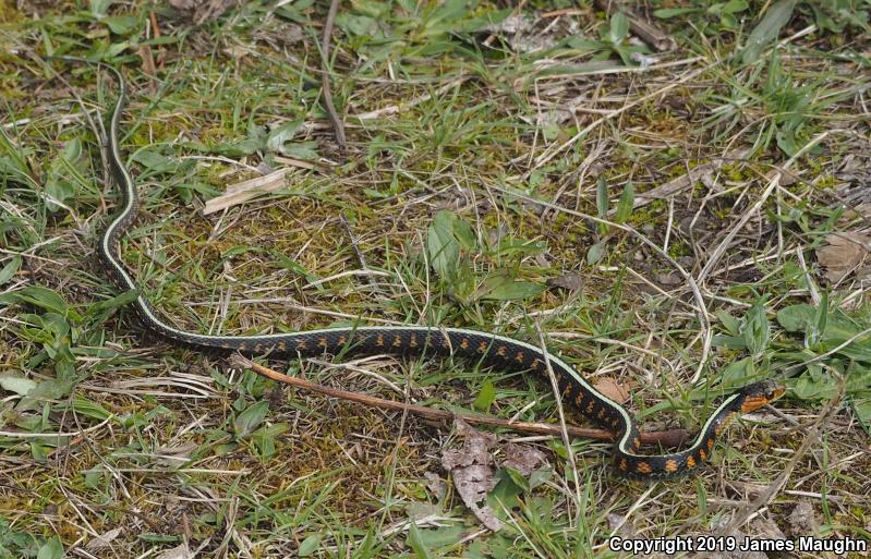 Red-Spotted Gartersnake (Thamnophis sirtalis concinnus)