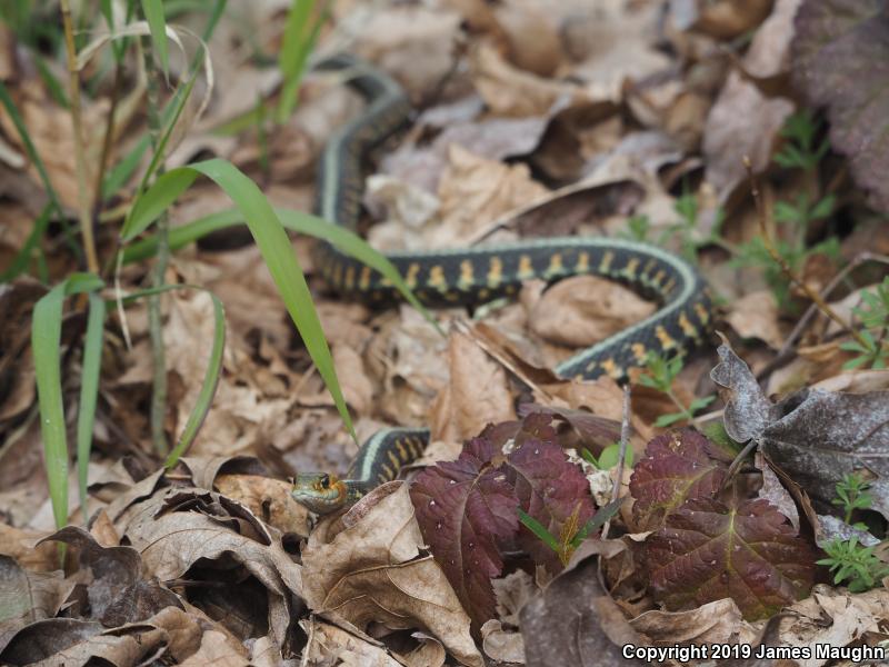 Red-Spotted Gartersnake (Thamnophis sirtalis concinnus)