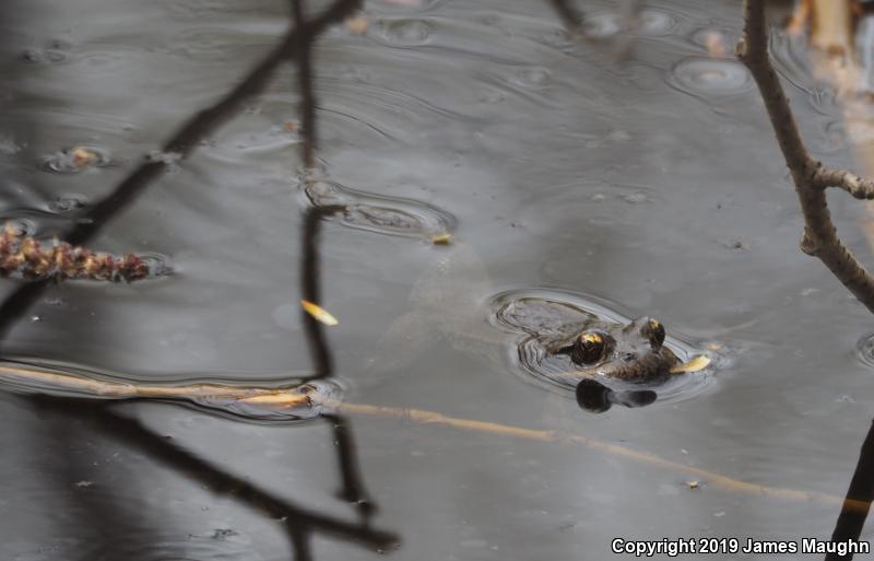 Northern Red-legged Frog (Rana aurora)