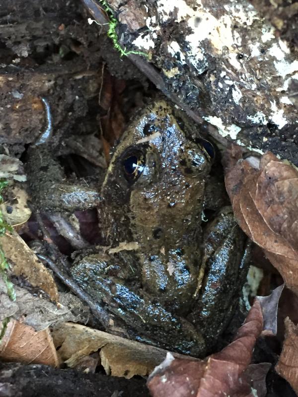 Northern Red-legged Frog (Rana aurora)