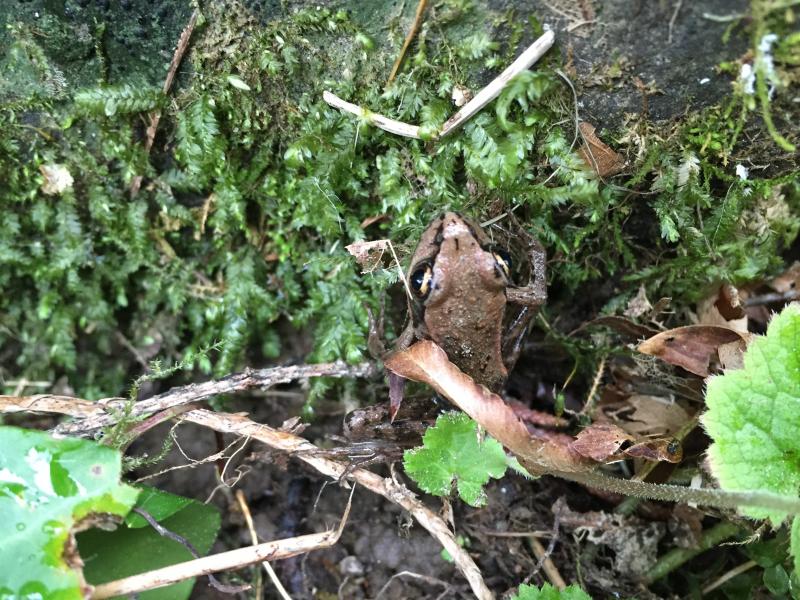 Northern Red-legged Frog (Rana aurora)