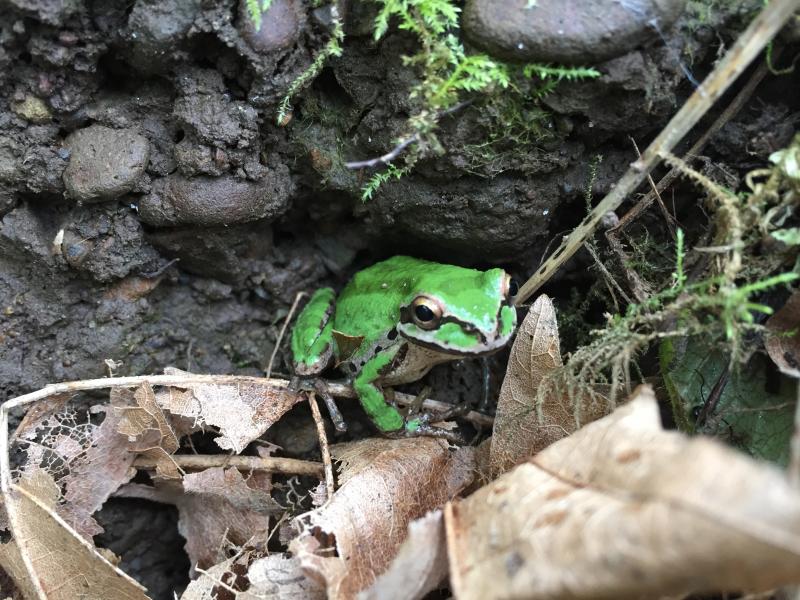 Northern Pacific Treefrog (Pseudacris regilla)