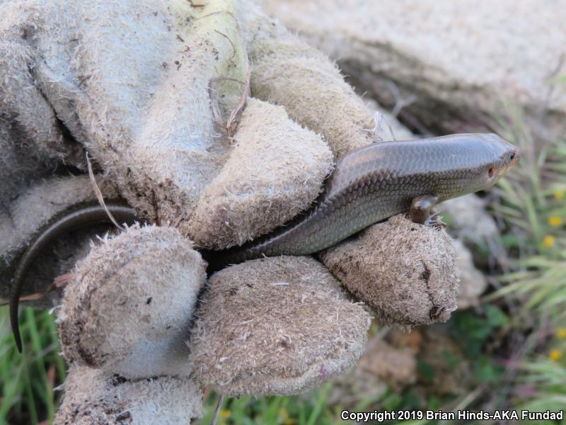 Western Redtail Skink (Plestiodon gilberti rubricaudatus)