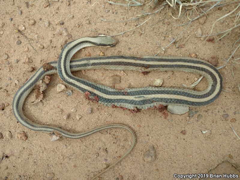 Mountain Patch-nosed Snake (Salvadora grahamiae grahamiae)