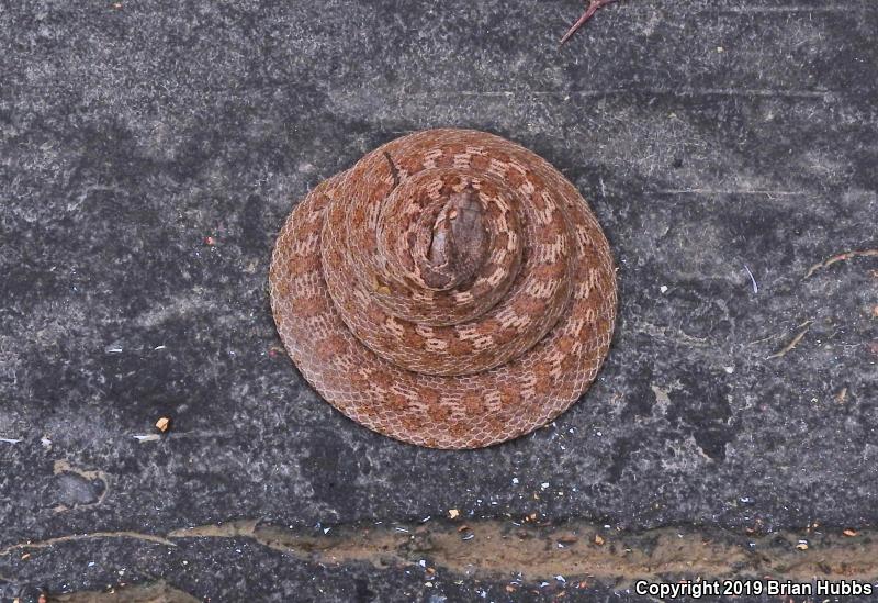 San Diego Nightsnake (Hypsiglena ochrorhyncha klauberi)